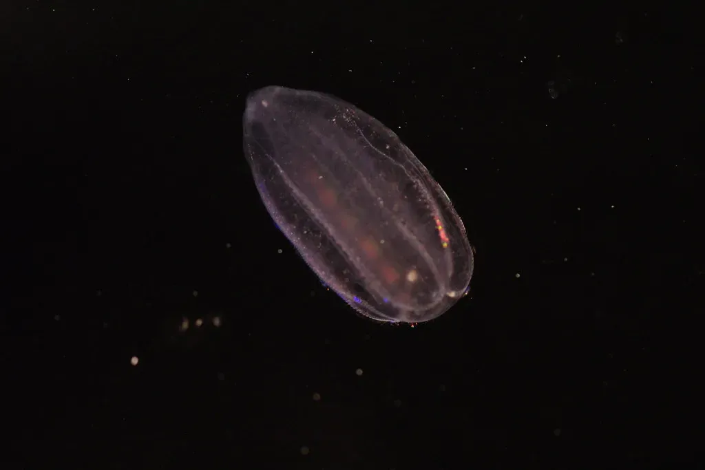 Comb Jellies: The Shocking First Animals (Image Credits: Flickr)