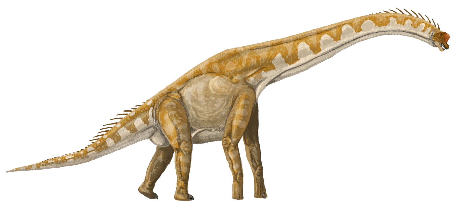 Giraffatitan brancai - The Giraffe Titan (Image Credits: Wikimedia)