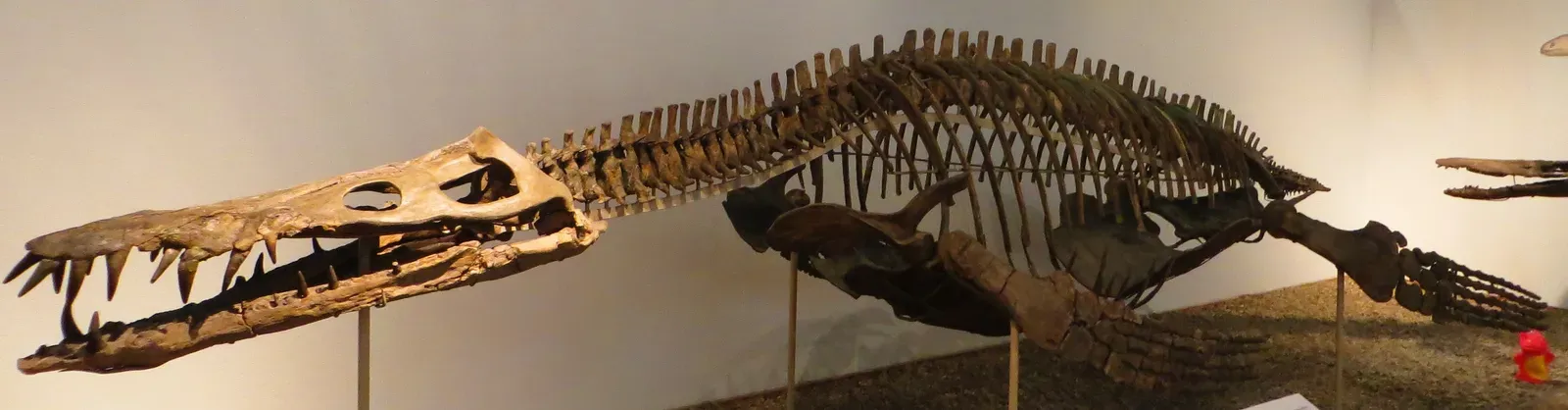 Liopleurodon: The Muscle-Bound Torpedo of the Middle Jurassic (By Ghedoghedo, CC BY-SA 3.0)