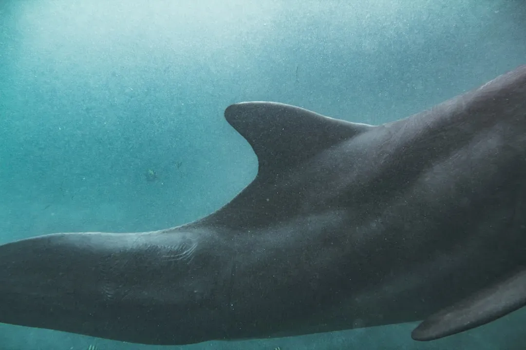 #8 - Megalodon's Dorsal Fin Was as Tall as a Grown Adult (Image Credits: Unsplash)