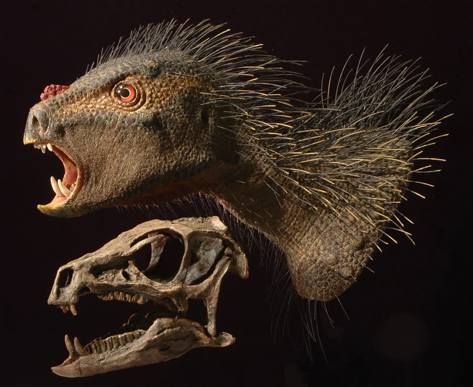 Dinosaur Bodies Will Get “Unmasked” Down to Skin, Fat, and Color (Sereno PC (2012) Taxonomy, morphology, masticatory function and phylogeny of heterodontosaurid dinosaurs. ZooKeys 226: 1-225. doi:10.3897/zookeys.226.2840., CC BY 3.0)