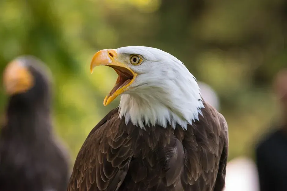 #12 - The Screech You Know Isn't Really Theirs (Image Credits: Pexels)