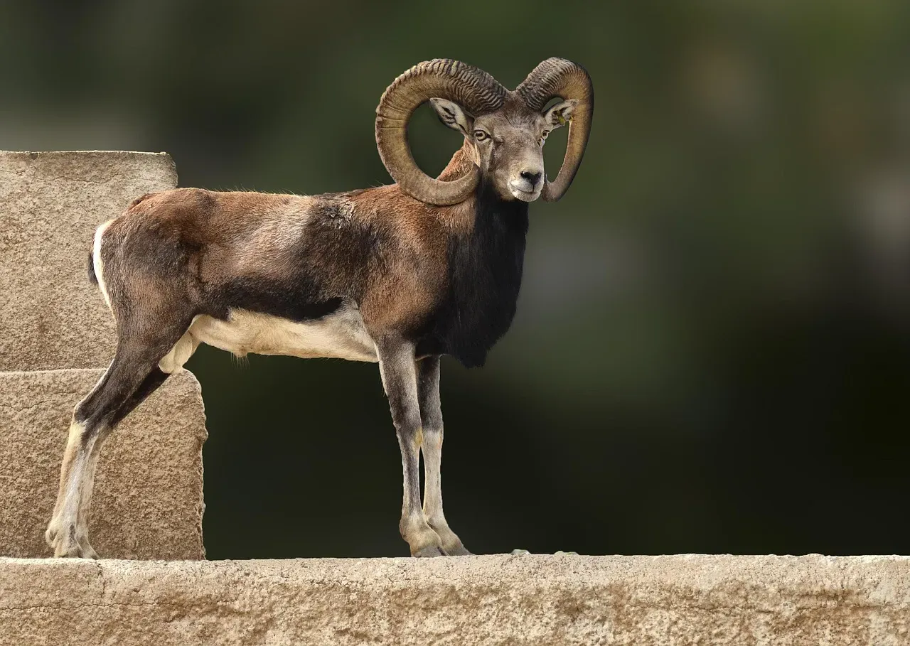 Aries: The Sacred Ram (Image Credits: Pixabay)