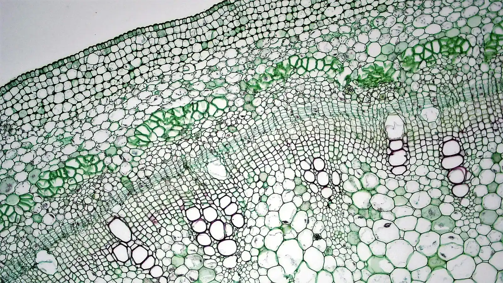 The Road to Us: Complexity Builds on Complexity (Image Credits: Wikimedia)