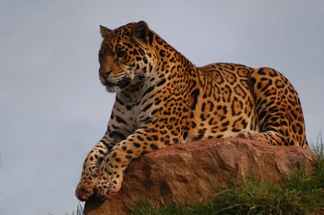 #10 - The Ice Age Jaguar That Dwarfed Its Modern Cousin (Image Credits: Unsplash)