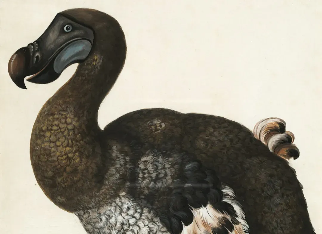 #13 - The Dodo: The "Fat, Clumsy Bird" Myth That Science Got Backwards (Image Credits: Unsplash)