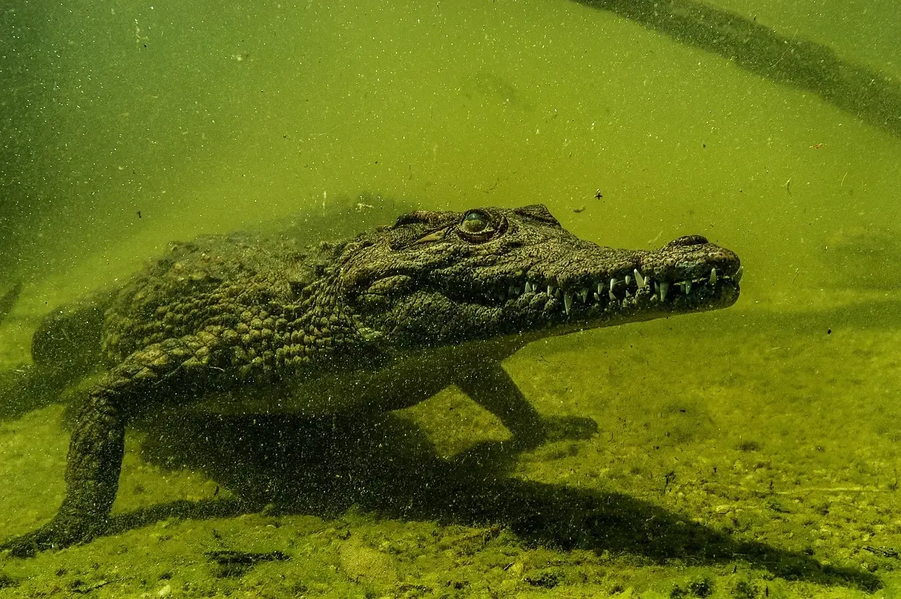 Crocodiles, deep water, and monsters that live where you cannot see (Image Credits: Pixabay)
