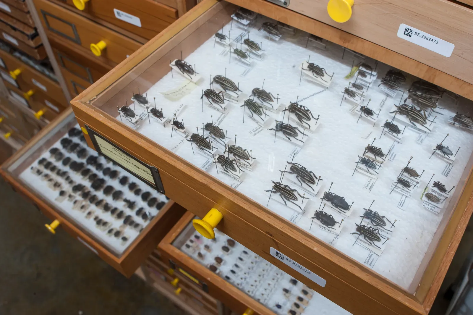 #2 - Type Specimens Still Waiting for a DNA Test (Naturalis Biodiversity Center, CC BY-SA 3.0)
