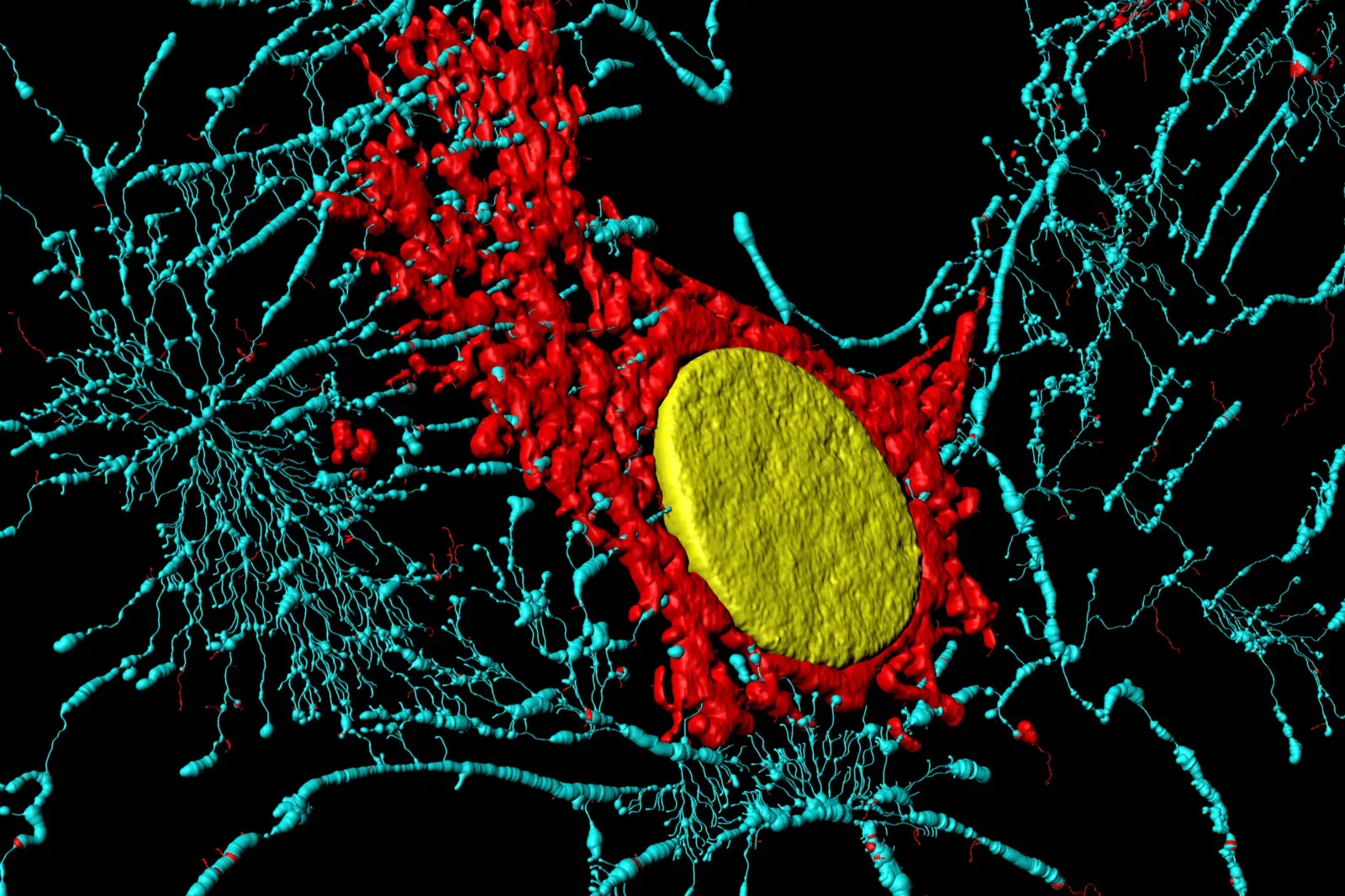 Symbiosis Can Create New “Super-Organisms” (By Heiti Paves, CC BY-SA 3.0)