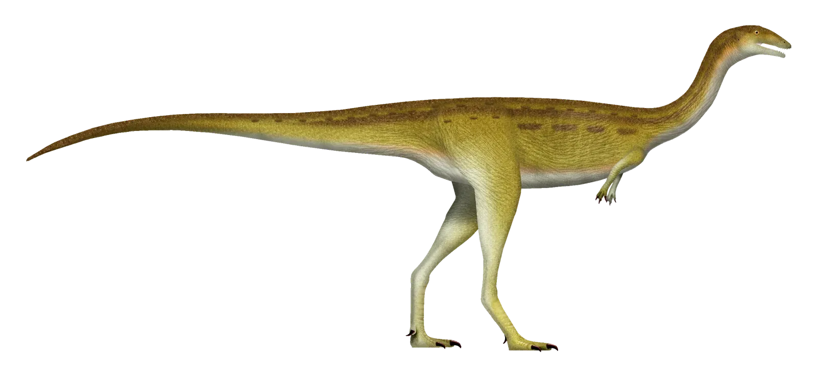3. Dinosaurs Did Not Spend Their Lives Dragging Their Tails (By TotalDino, CC BY 4.0)