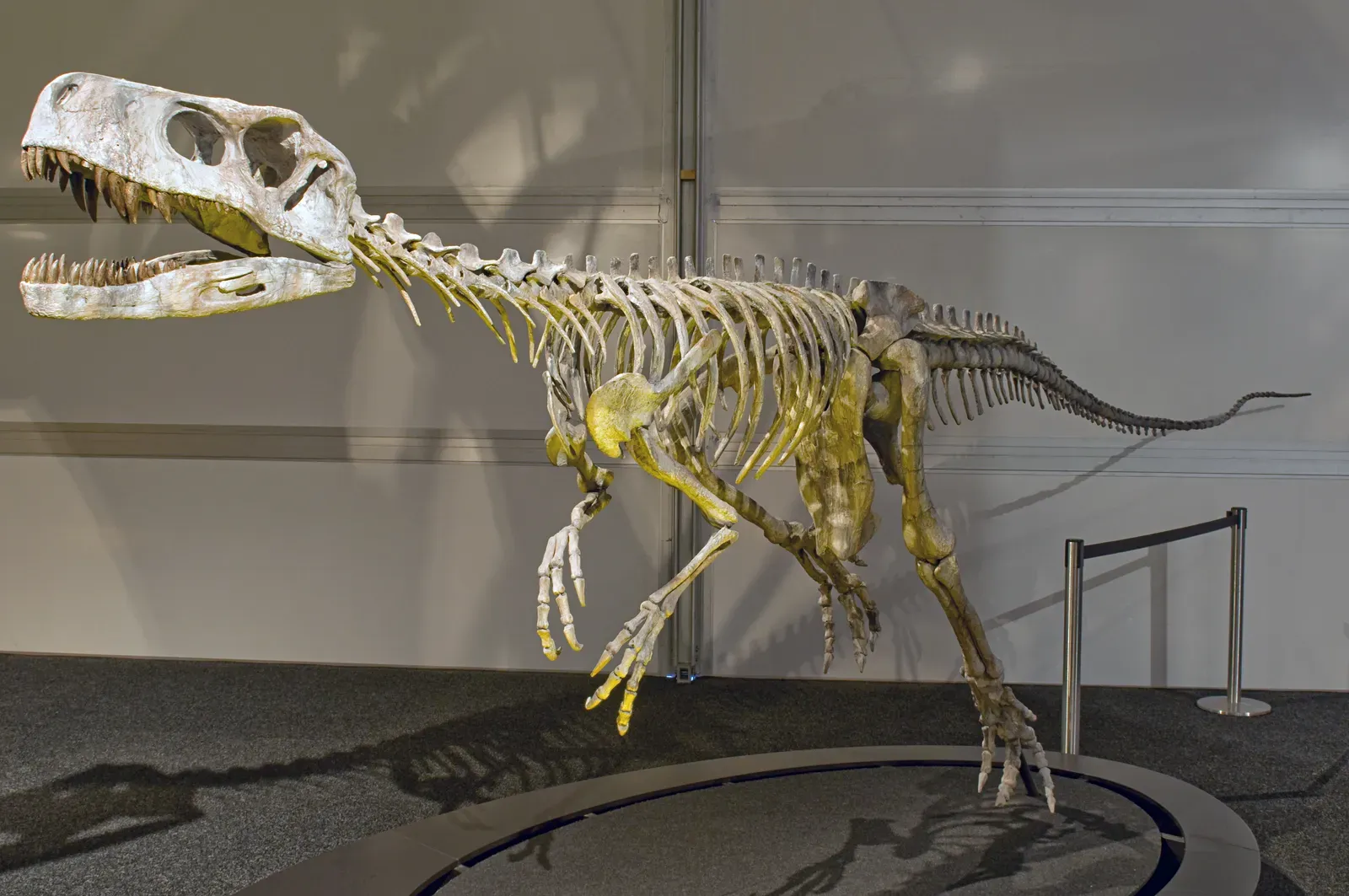 #12 - Most Dinosaur Skeletons Aren't Actually Bone (By Eva K., GFDL 1.2)