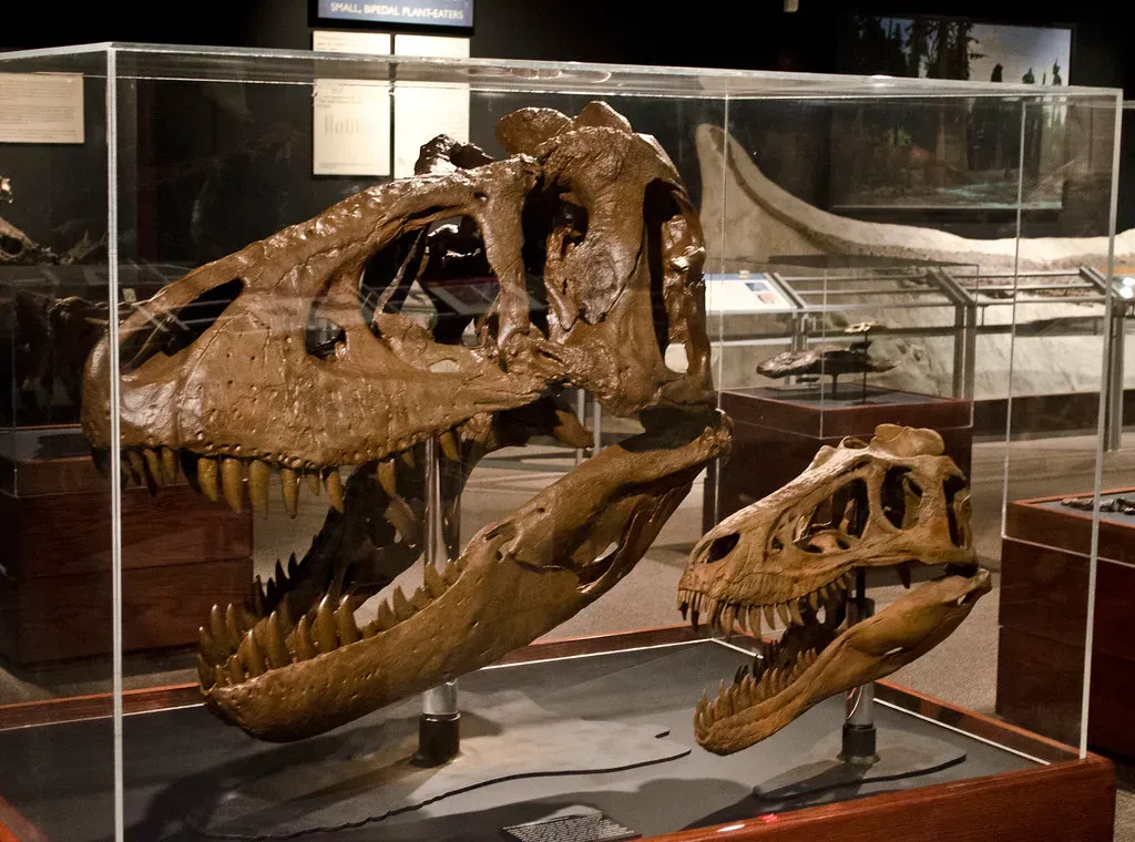 #5 - Age-Based Ecological Partitioning Kept the Species Dominant for Millions of Years (Tim Evanson, Flickr, CC BY-SA 2.0)