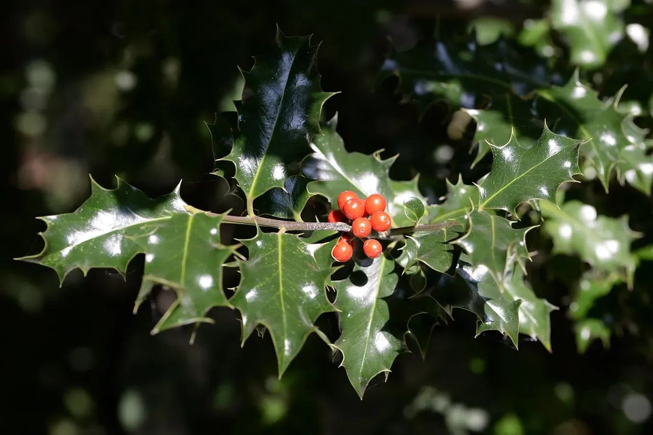 December: The Festive Holly (Image Credits: Pixabay)