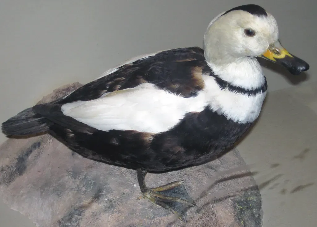 #3 - The Labrador Duck: The Vanished Bird Nobody Bothered to Save (James St. John, Flickr, CC BY 2.0)