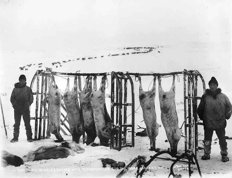 #7 - The 2016 Anthrax Reindeer Carcasses of Yamal (Alaska, Western Canada and United States Collection, Public domain)