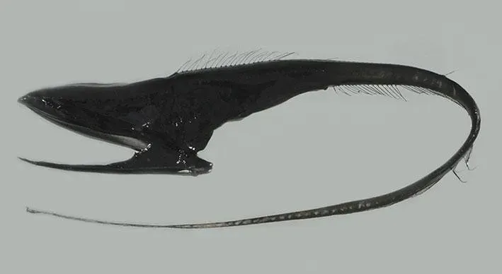 2. The Gulper Eel: A Living Cartoon Gone Horribly Wrong (NOAA Photo Library, Flickr, CC BY 2.0)