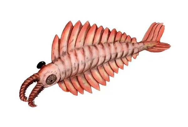 2. Anomalocaris: The Ocean's First True Apex Predator (Image Credits: Wikimedia)
