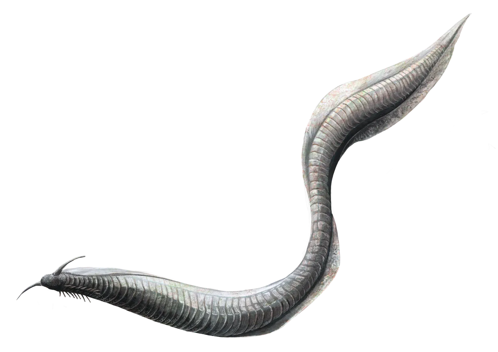 Pikaia: The Awkward Early Blueprint for Backbones (By DataBase Center for Life Science (DBCLS), CC BY 4.0)