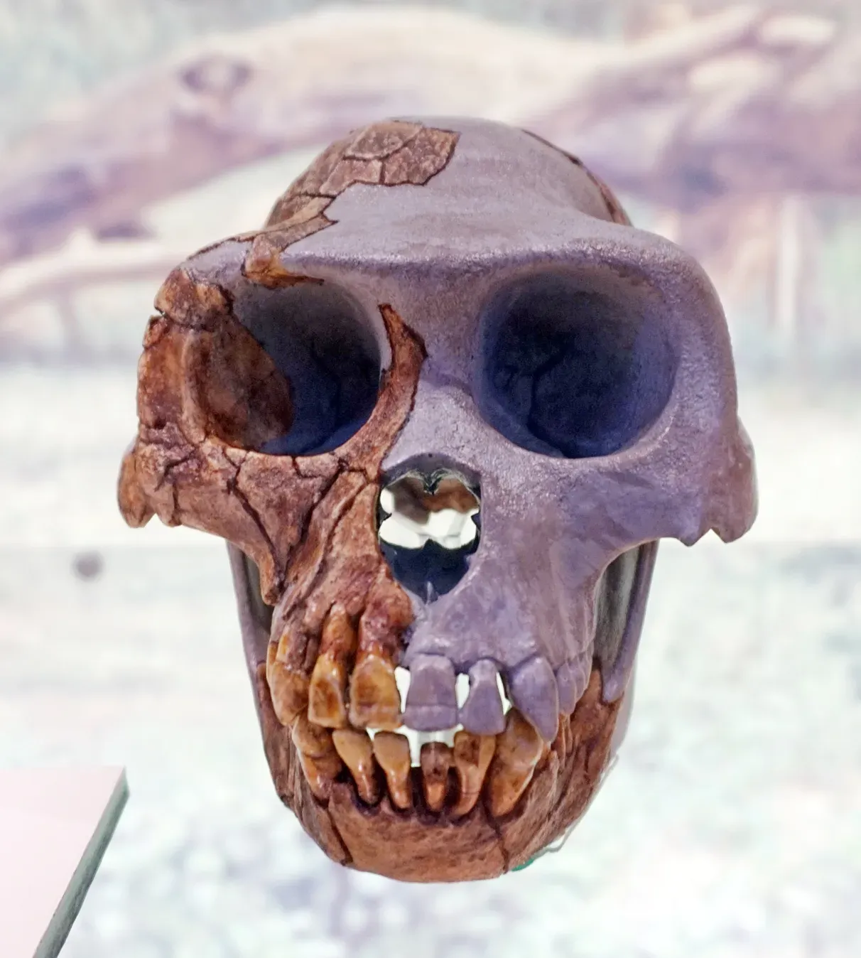 #7 - Ardi: Pushing Upright Walking Back Another Million Years (By Tiia Monto, CC BY-SA 3.0)