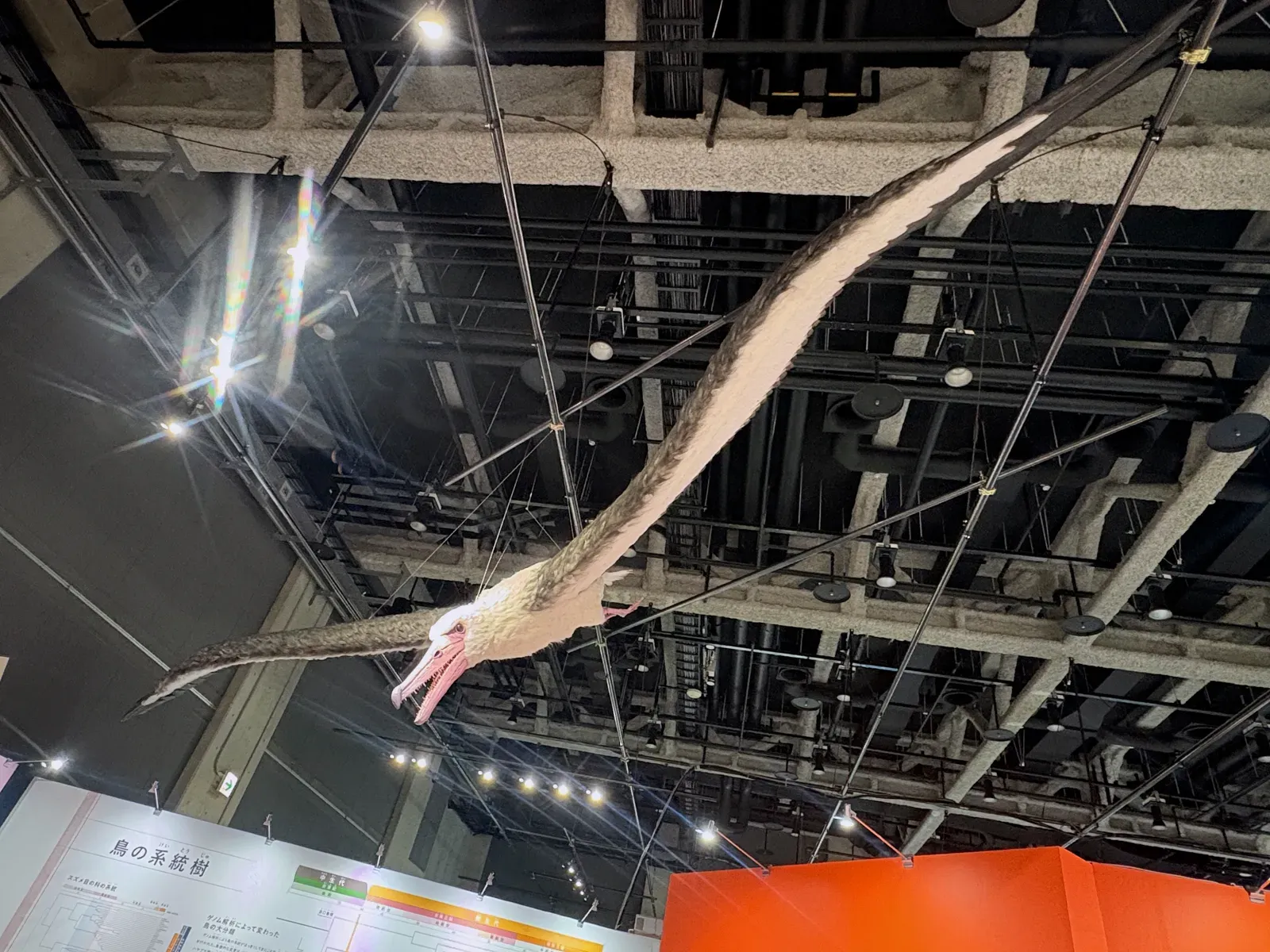 Pelagornis Sandersi: The Record Holder Nobody Saw Coming (Image Credits: Wikimedia)