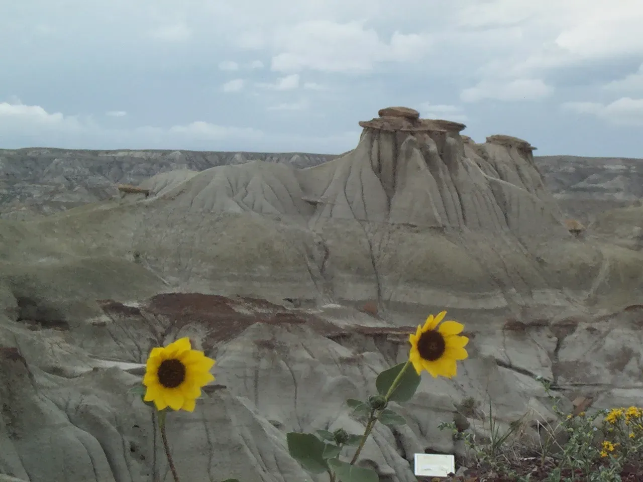 A Tiny Patch Of Earth With An Impossible Number Of Dinosaurs (By Joanne Merriam, CC BY-SA 3.0)