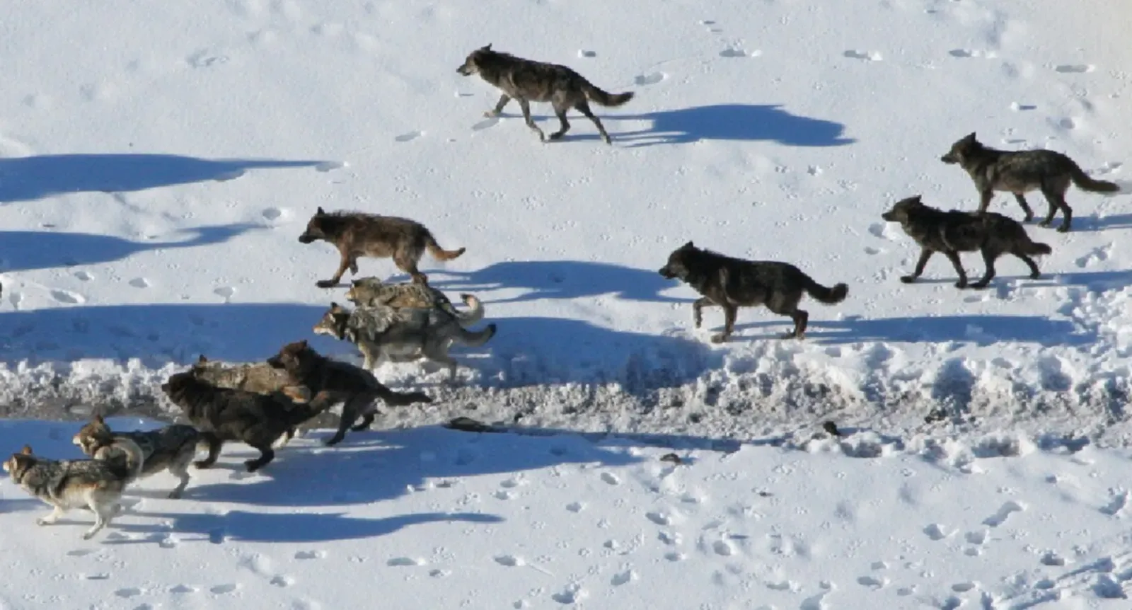#6 - Bigger Packs Aren't Always Better Hunters, and Scientists Were Stunned (By Journal.pone.0112884.g001 a.png: MacNulty DR, Tallian A, Stahler DR, Smith DW (2014-11-12). "Influence of Group Size on the Success of Wolves Hunting Bison". PLoS ONE 9 (11): e112884. doi:10.1371/journal.pone.0112884.: MacNulty DR, Tallian A, Stahler DR, Smith DW
derivative work: User:Clusternote, CC BY-SA 4.0)