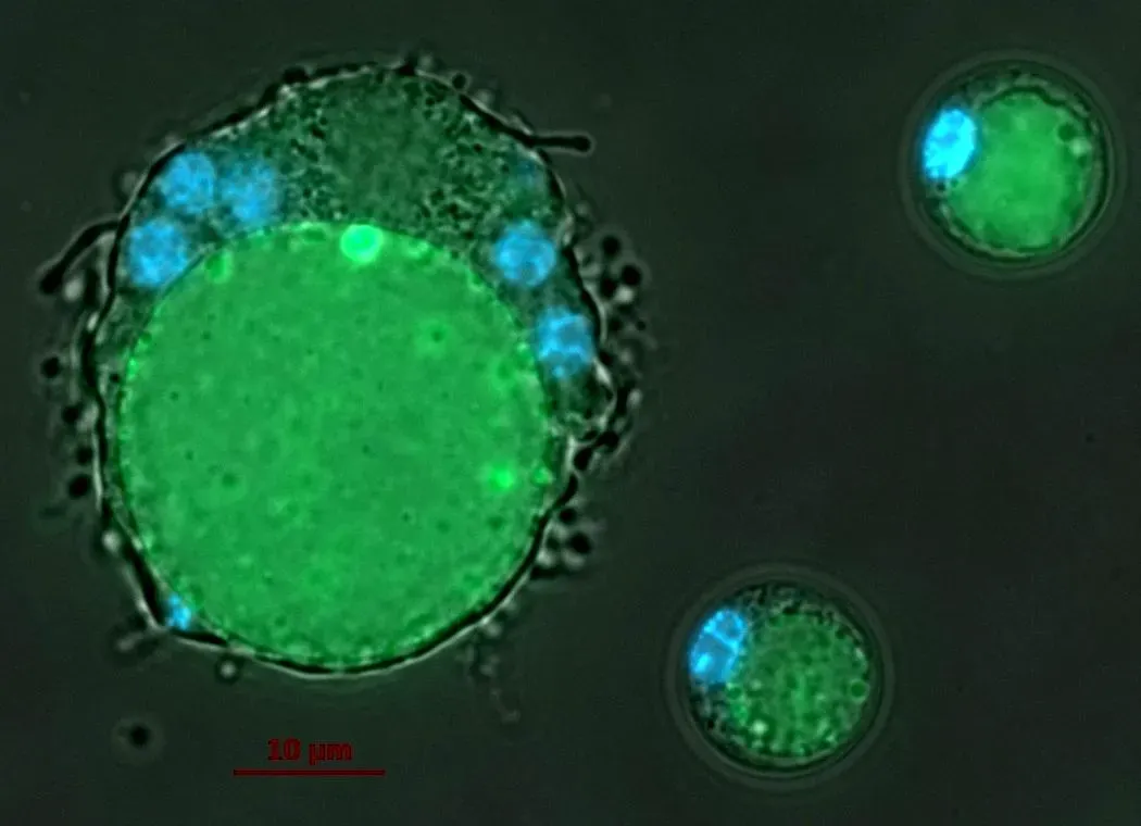 1. The First Excitable Cells: When Chemistry Turned Into Signals (Abeoforma whisleri, CC BY-SA 2.0)