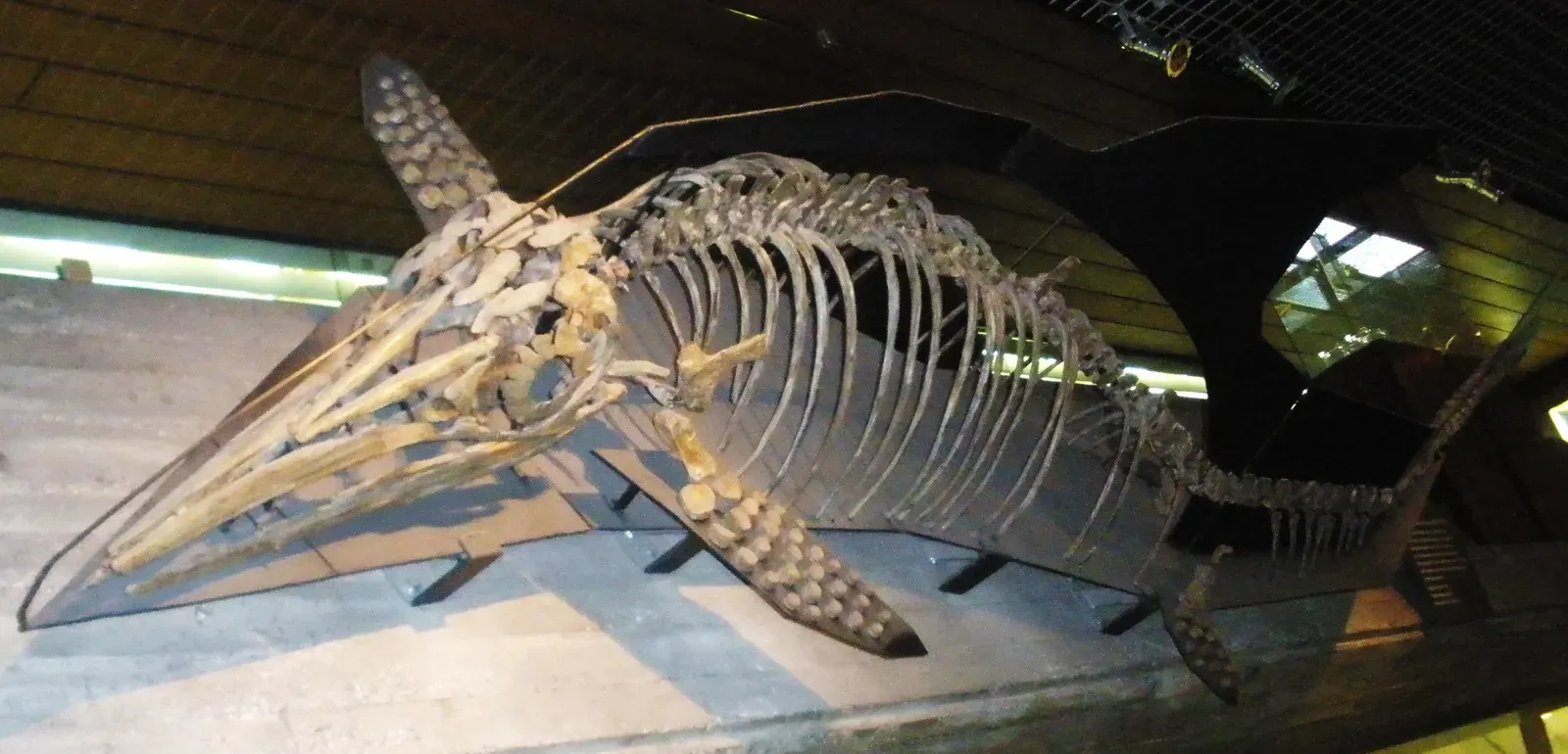 Ichthyosaurs in Focus: Streamlined Hunters With Delicate Jaws (By Ghedoghedo, CC BY-SA 3.0)