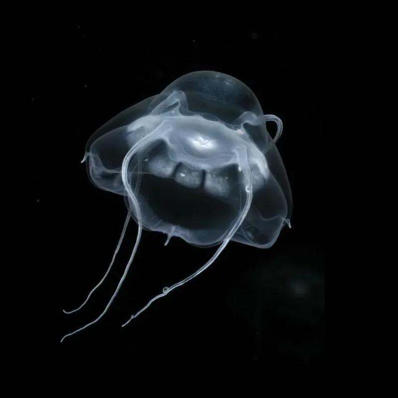 Stygiomedusa gigantea – The Ghostly Deep-Sea Jelly With an Ancient Lineage (Raskoff, K. A. (2005). New life forms in alien environments. The Hidden Ocean, Arctic 2005., Public domain)