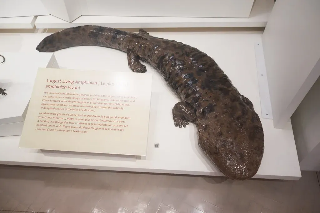 11. The Chinese Giant Salamander: A 170-Million-Year-Old Amphibian (quinet, Flickr, CC BY 2.0)