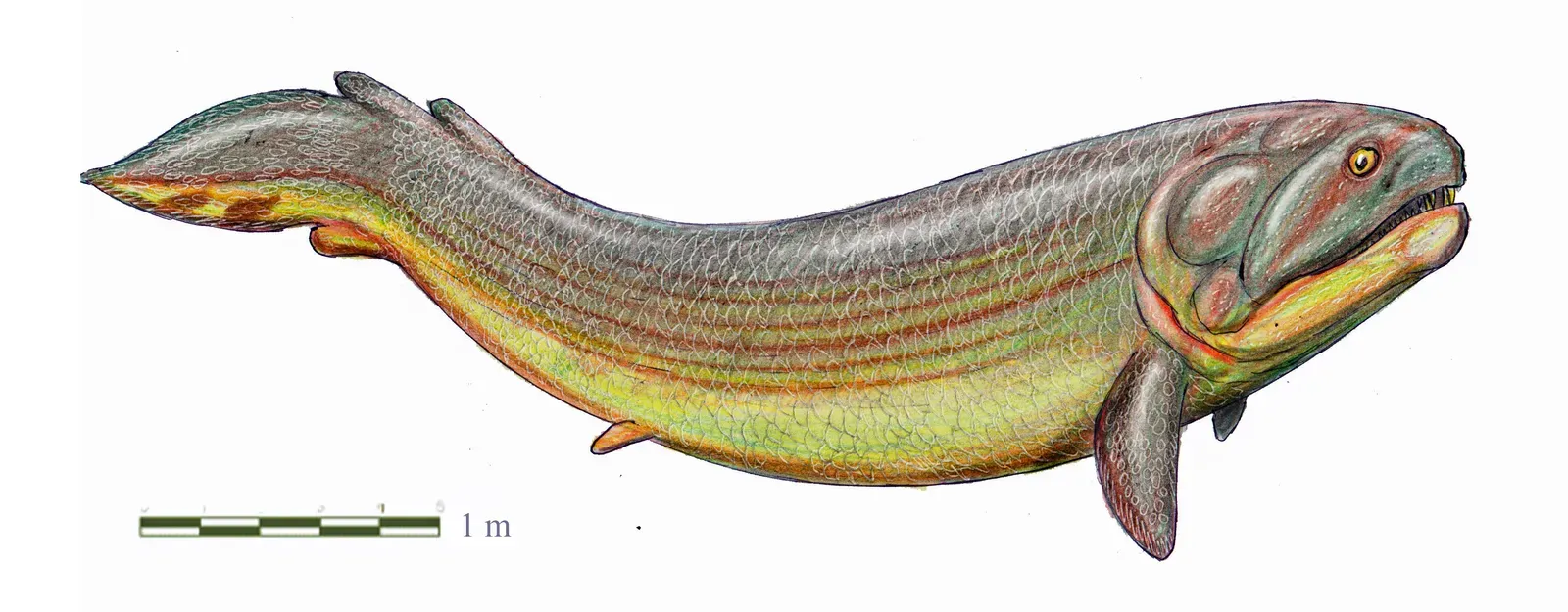 5. Rhizodus – The Crocodile-Like Lobe-Finned Titan (By DiBgd, CC BY-SA 4.0)