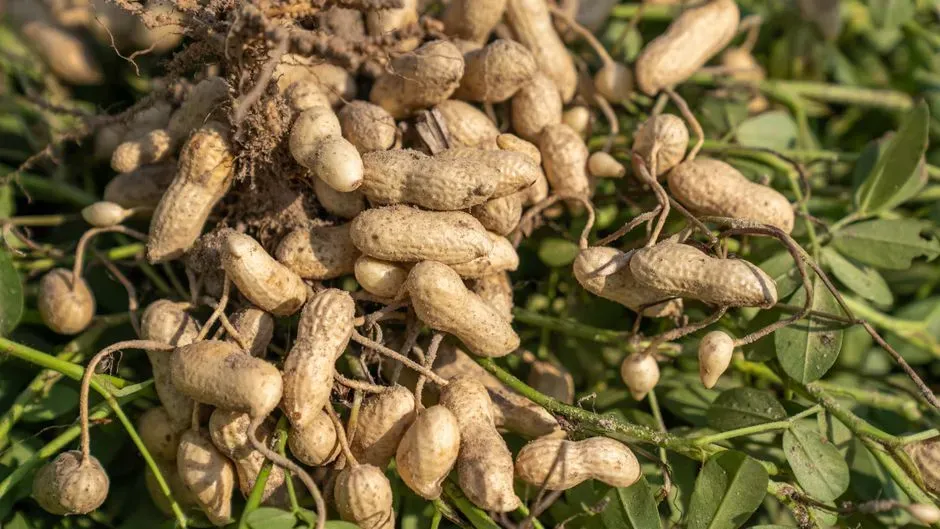 #4 - The Nut That Was Never a Nut (Image Credits: Pexels)