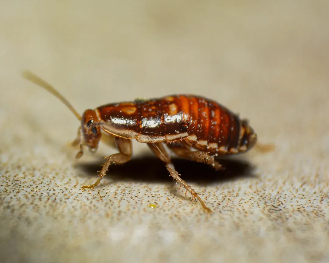 4. The Cockroach: The Survivor That Outlasted the Bomb (Image Credits: Unsplash)