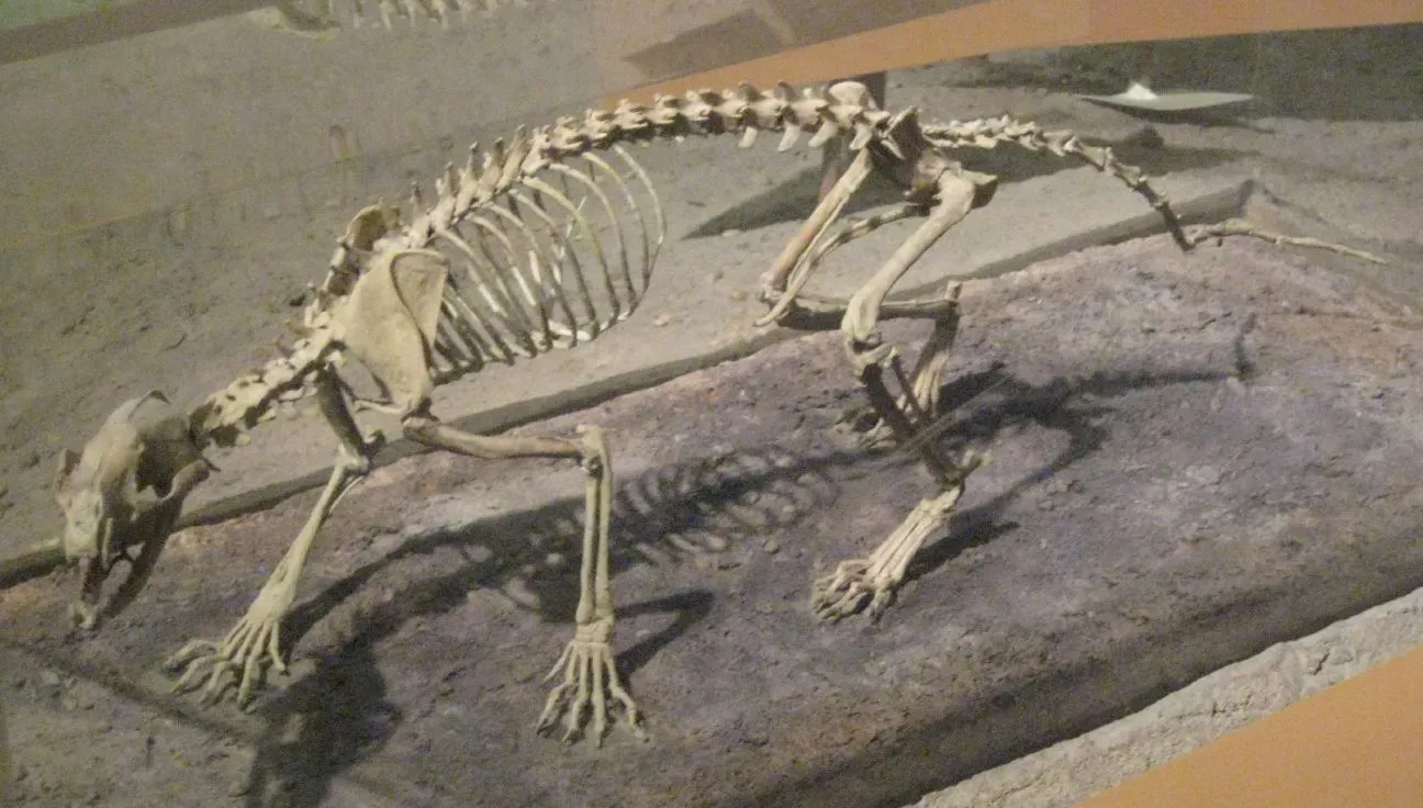 #7 - Generalists Always Win During Mass Extinctions (Hesperocyon gregarius (Dog), CC BY-SA 2.0)