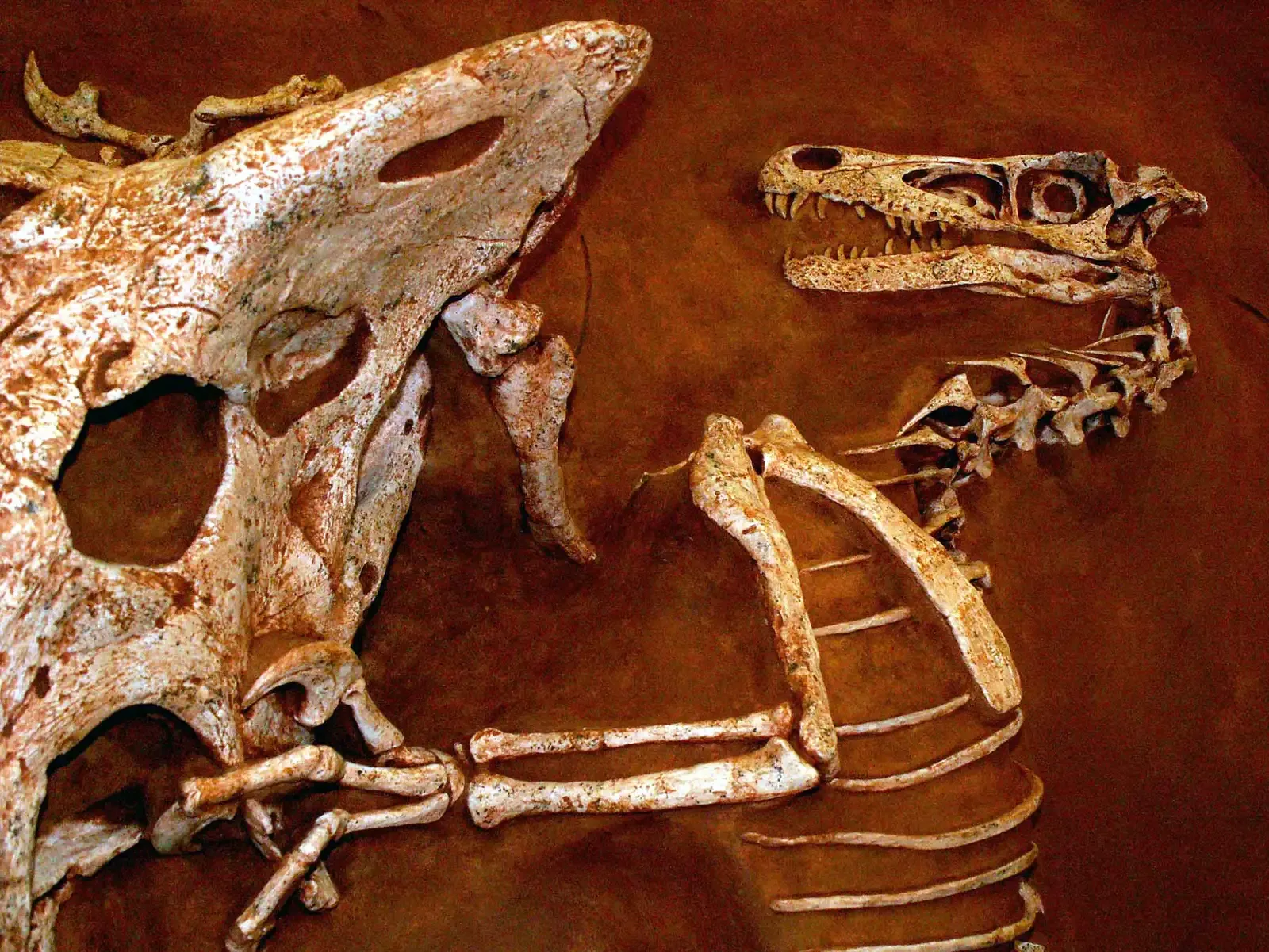 #2 - Two Very Different Animals, Locked Together (Image Credits: Wikimedia)