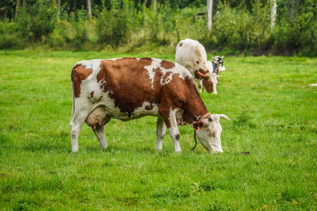 Taurus Moon – The Gentle Cow (Image Credits: Unsplash)