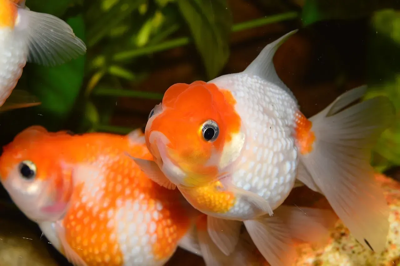 #14 - Goldfish Don't Just "Forget in 3 Seconds" (Image Credits: Pixabay)
