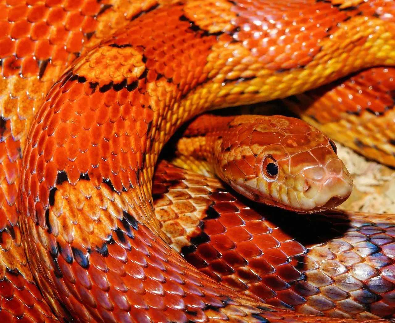 What Evolution Actually Did to Snake Limbs (Image Credits: Pixabay)