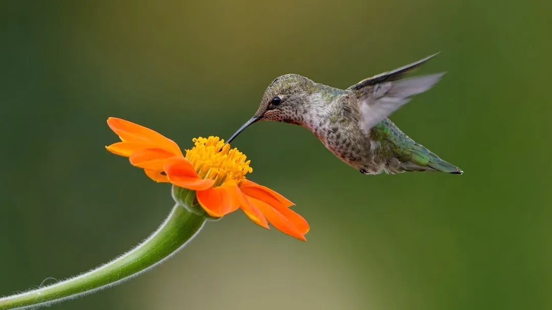 Insects, Birds, and the Rise of New Partnerships (Image Credits: Unsplash)