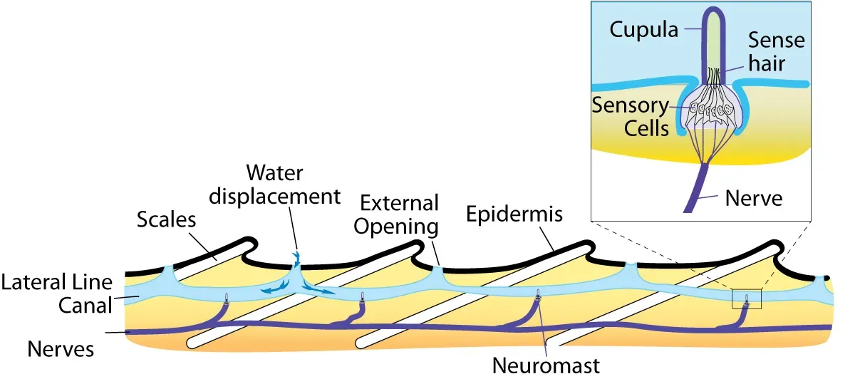 Lateral Line Systems for Water Movement Detection (Image Credits: Wikimedia)