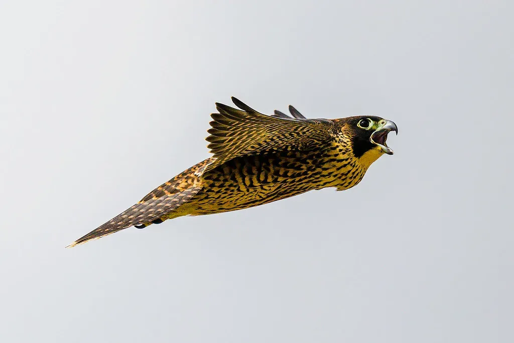 Aries: The Peregrine Falcon (Image Credits: Flickr)