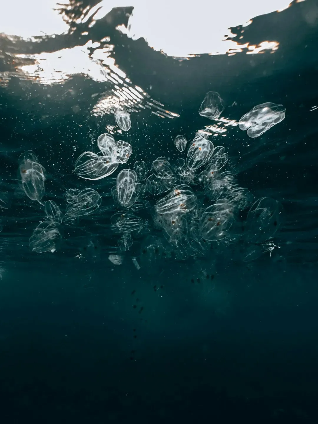 1. The Deep-Sea Comb Jelly That Was Described Only From Video (Image Credits: Unsplash)