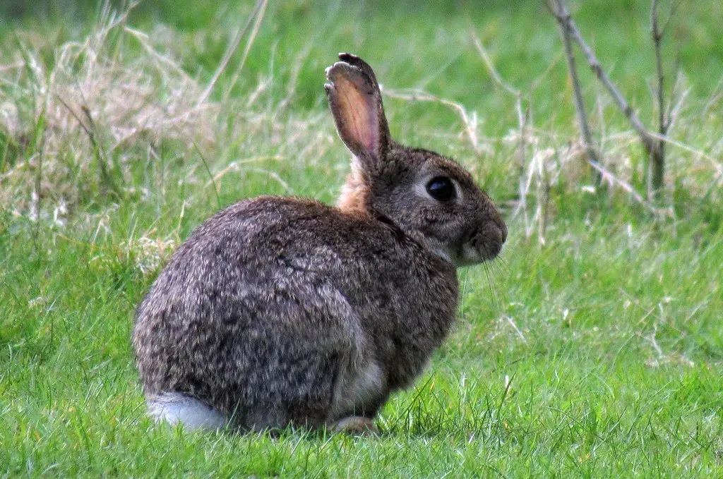 4. Rabbit: Your Year to Truly Blossom (Many thanks for all your likes and comments. Great, Flickr, CC BY 2.0)