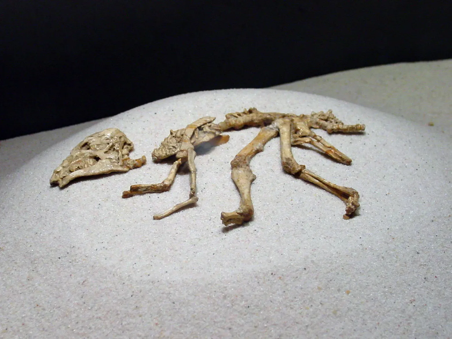 The Latchkey Kids: When Young Dinosaurs Struck Out on Their Own (By Luis Miguel Bugallo Sánchez (Lmbuga Commons)(Lmbuga Galipedia)Publicada por/Publish by: Luis Miguel Bugallo Sánchez, CC BY-SA 3.0)