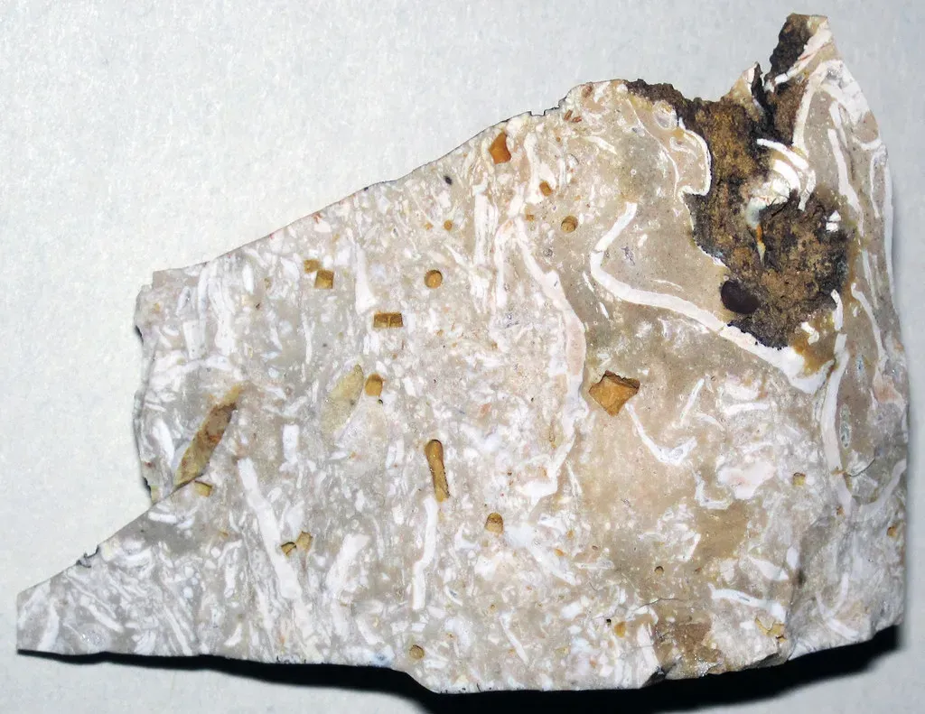 What Microfossils Are and How They Form (James St. John, Flickr, CC BY 2.0)