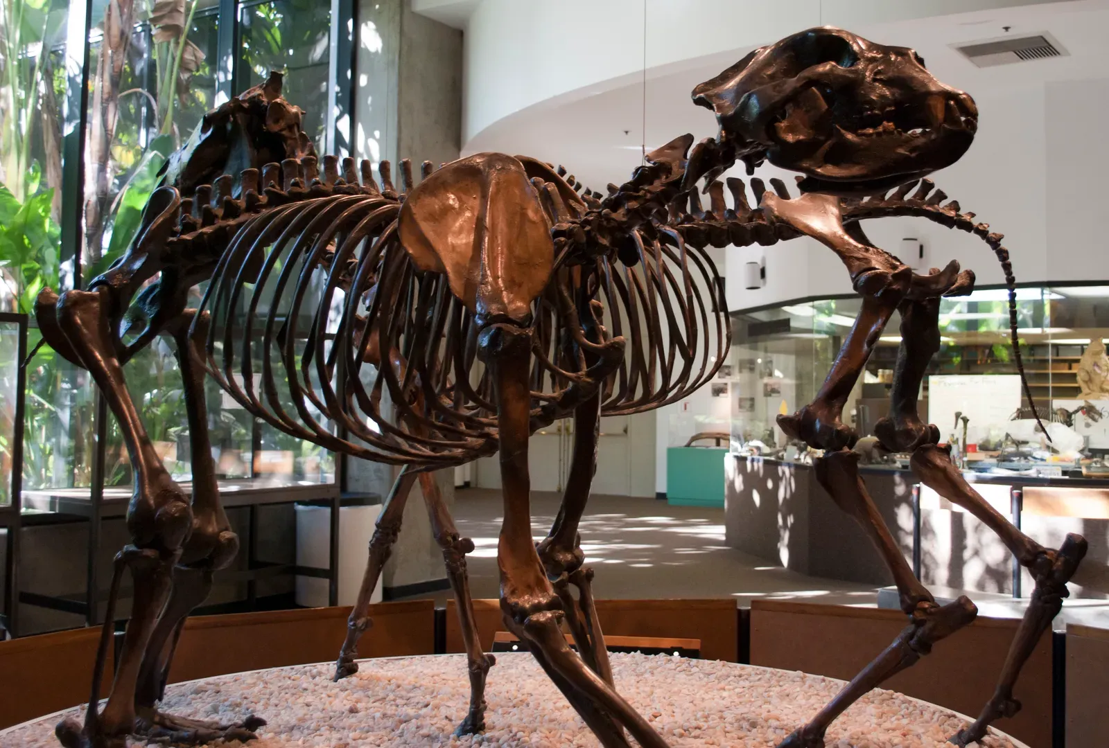 #5 - Its Skeleton "Proved" It Hunted Like a Big Cat (By Riku64, CC BY-SA 3.0)