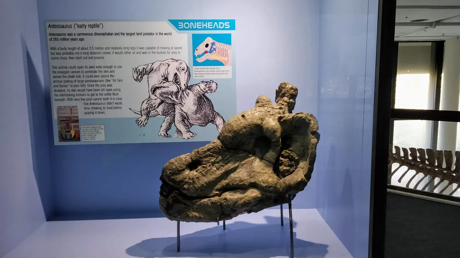 6. The Therapsid Jaw Fossils: How Reptile Bones Became Your Ears (By Jnanaranjan sahu, CC BY-SA 4.0)