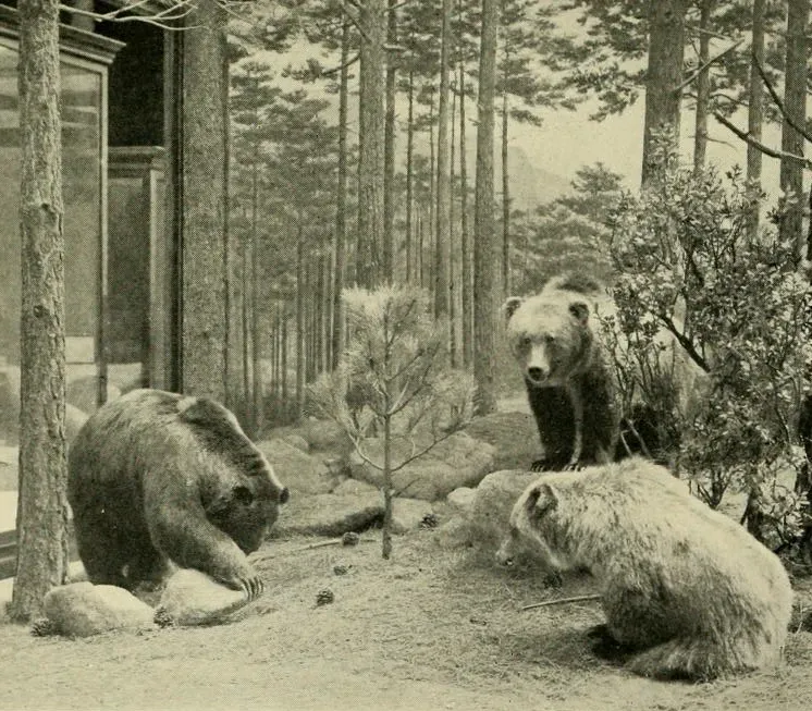 #5 - The Mexican Grizzly Bear (The grizzly, our greatest wild animal, Public domain)