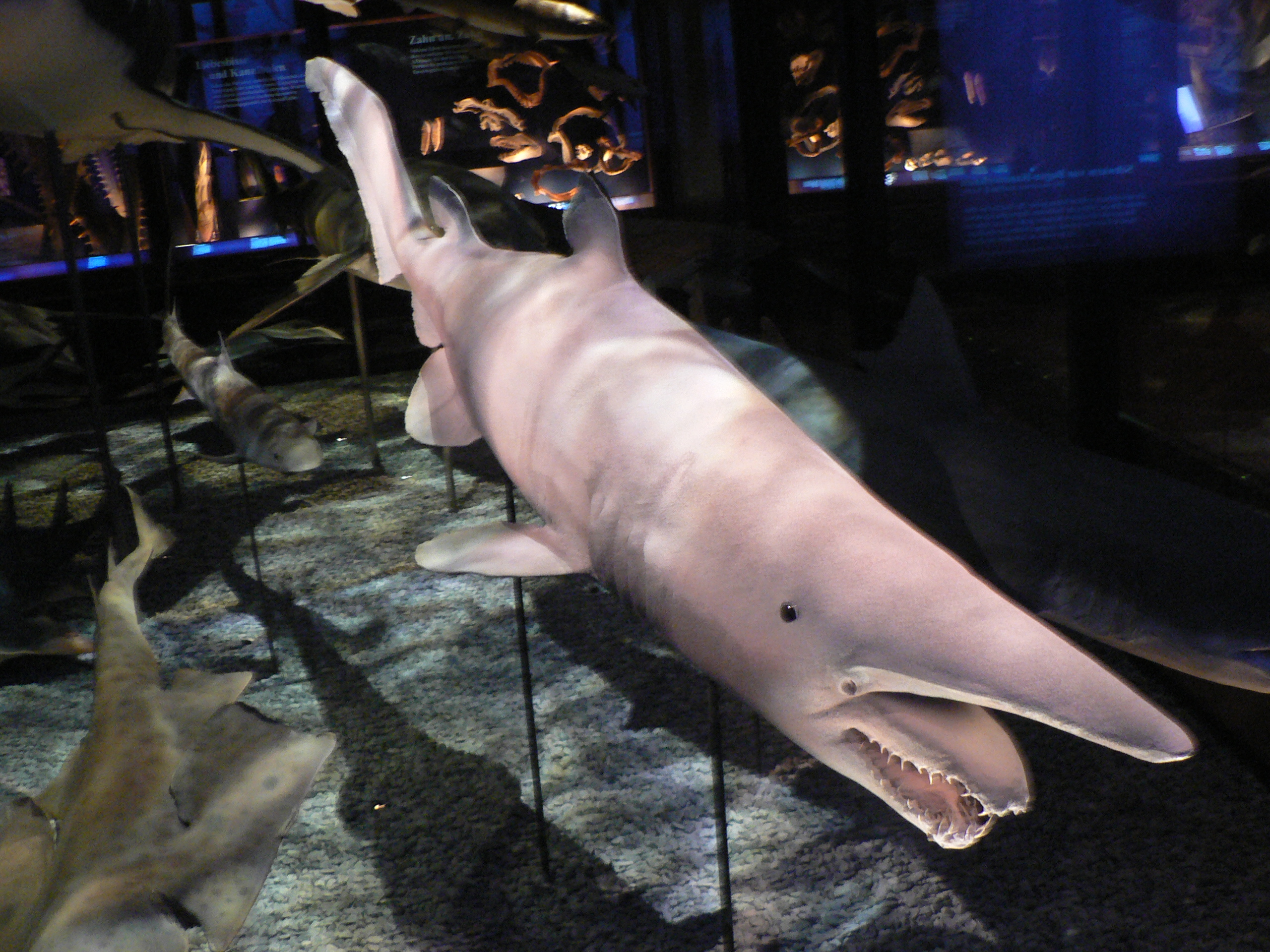Goblin Shark: Deep-Sea Living Fossil (Image Credits: Wikimedia)