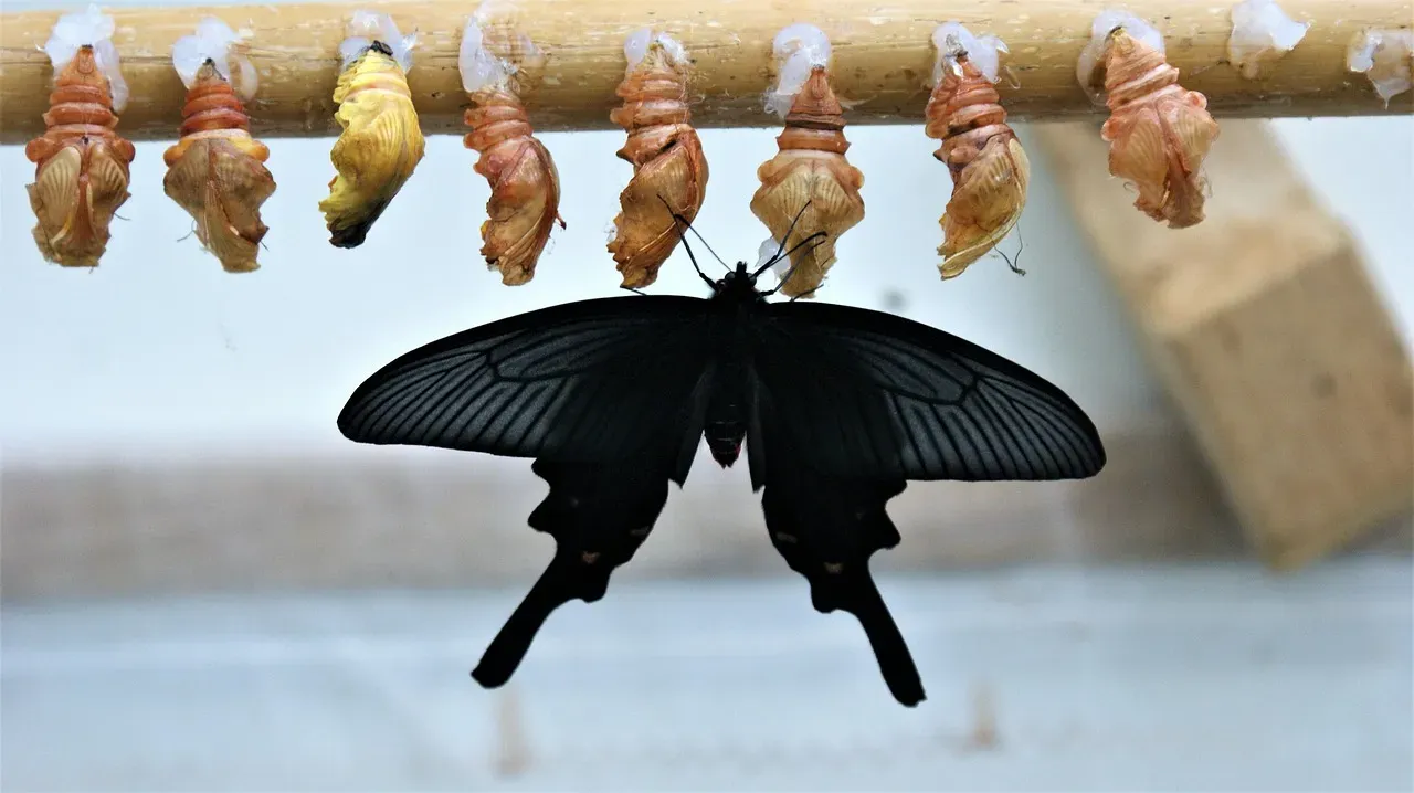 The Butterfly Effect: Embracing Your Transformation Talents (Image Credits: Pixabay)